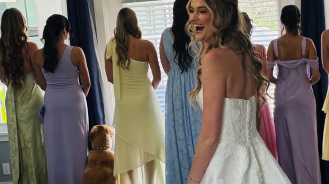 Golden Retriever robe de mariée
