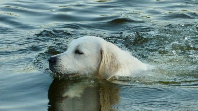 Golden Retriever swimming