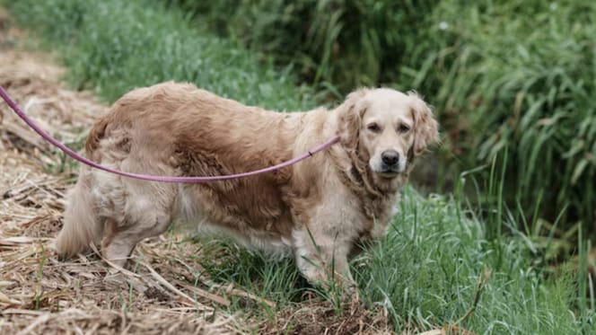 Golden Retriever Tedje is al 7 weken vermist, maar ze blijven zoeken