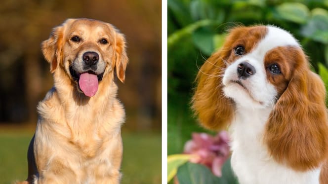 Golden Retriever und Cavalier King Charles Spaniel