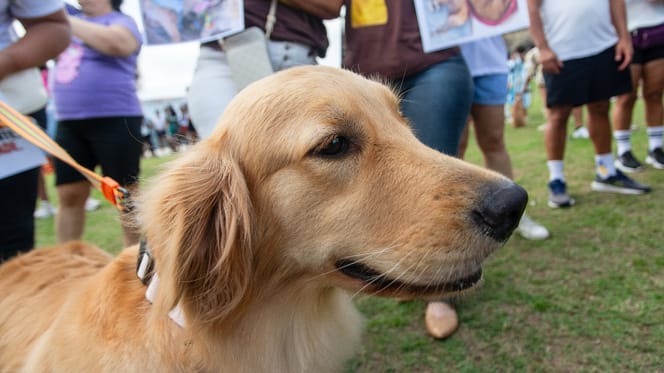 Golden Retriever vor einer Menschenansammlung