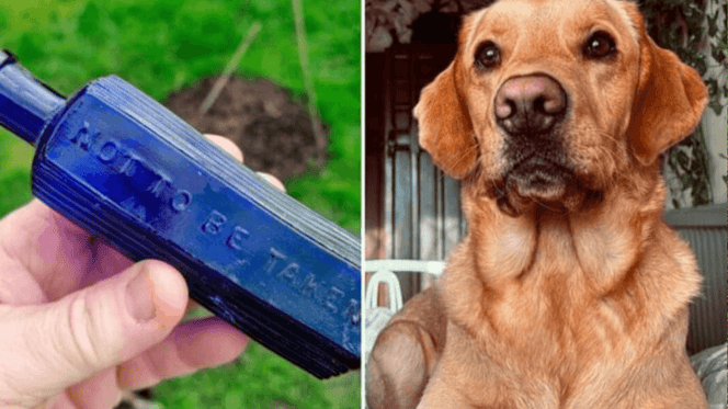 Golden Retriever with bottle of poison