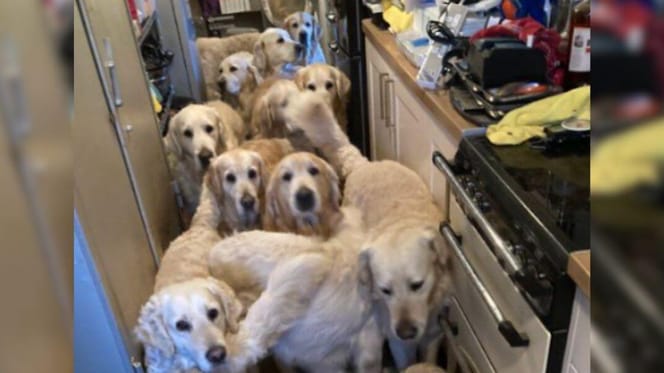 Golden Retrievers crammed into kitchen