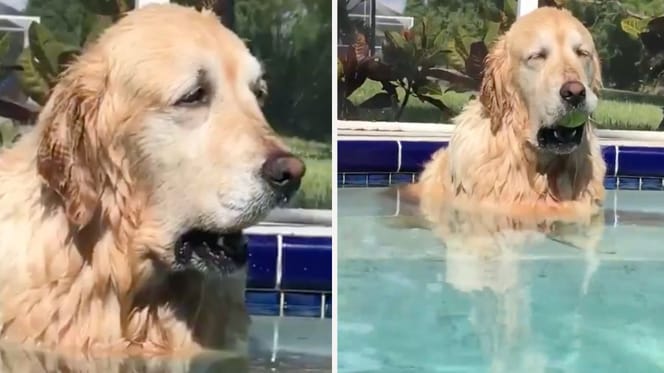 golden sentado en la piscina