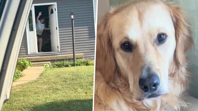 Golden Sully die bij zijn favoriete mens mag logeren