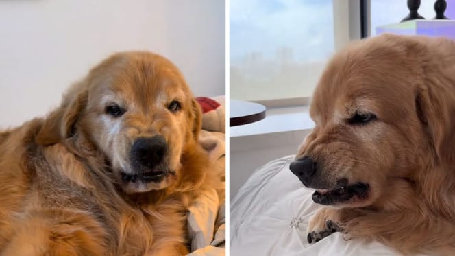 Golden ze zrzędliwą miną