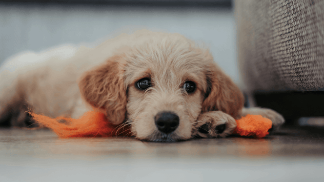 Goldendoodle puppy lying down at home