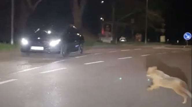 Chacal doré sur une route de Karlsruhe