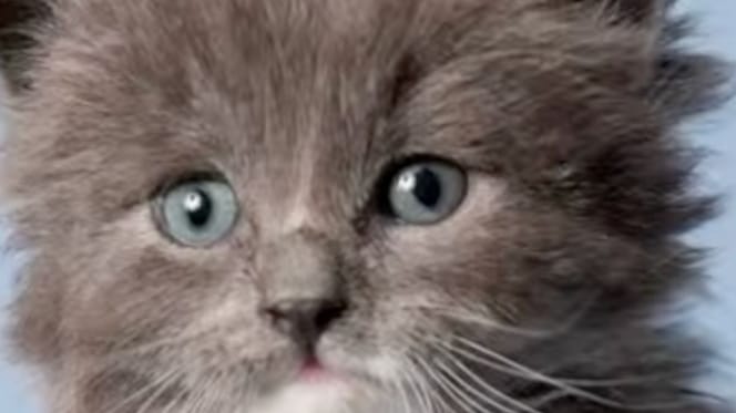 Grayson, un gattino
