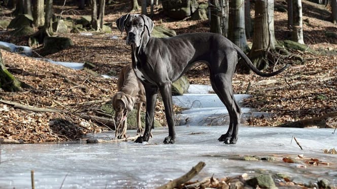 Great Dane on iced lake