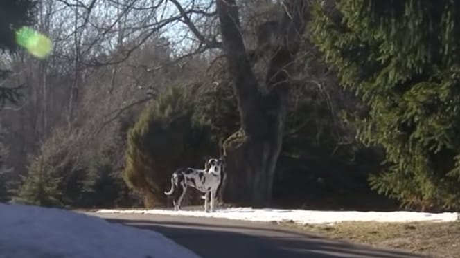 Gran danés de pie en la entrada del vecino