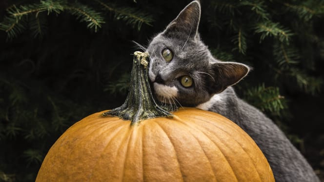 Mag een kat pompoen eten?