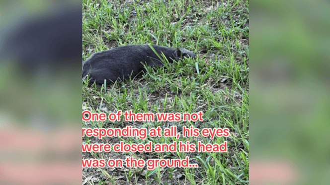 Grey cat lying on the ground