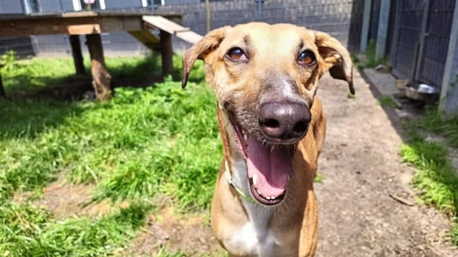 Greyhound Seven is weer op zoek naar een nieuw baasje