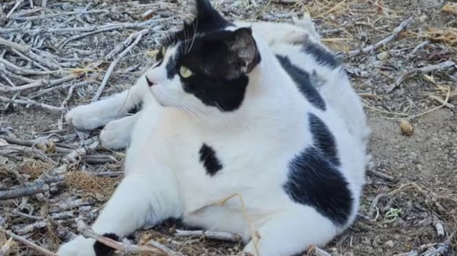 Griekse kat Chonkus Maximus is een wereldster op Kreta