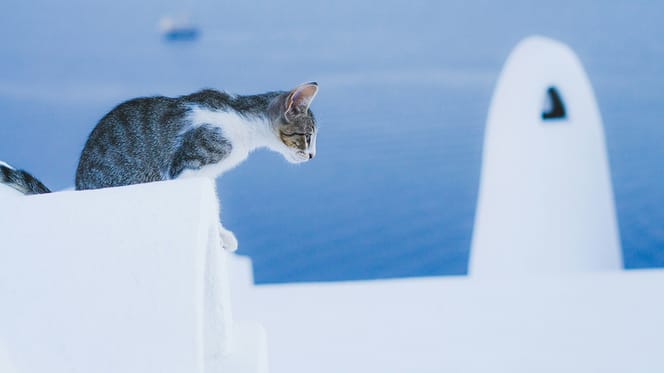 Griekse kattennamen