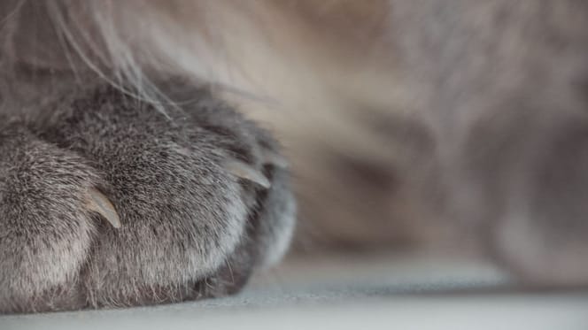 unghia incarnita nel gatto