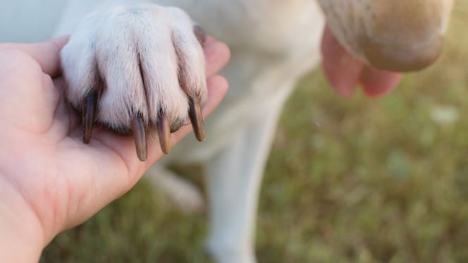 Gros plan sur un chien qui donne sa patte