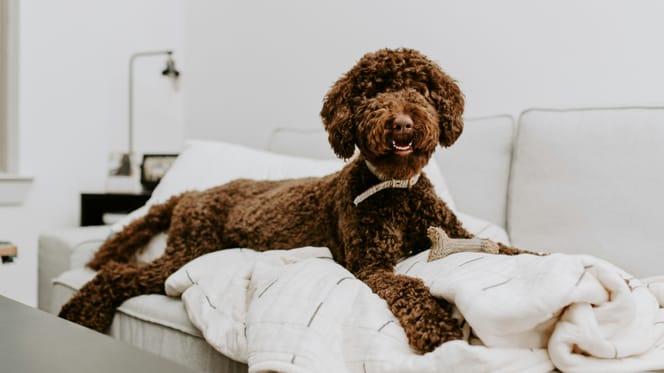 Grote studie naar designerhonden geeft nieuwe inzichten