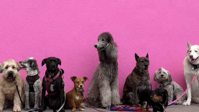 Group of different breed dogs sitting on pavement