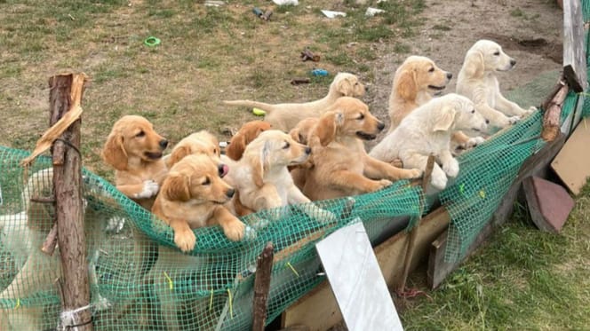 Grupa golden retrieverów