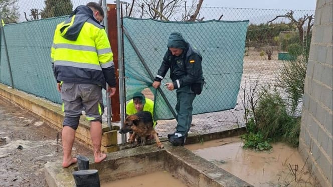 guardia-civil-rescate-perro-inundaciones