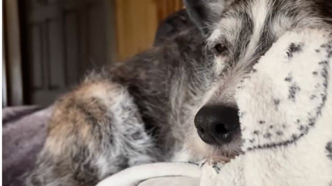 Gunther le chien