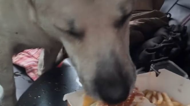 Gus il cane