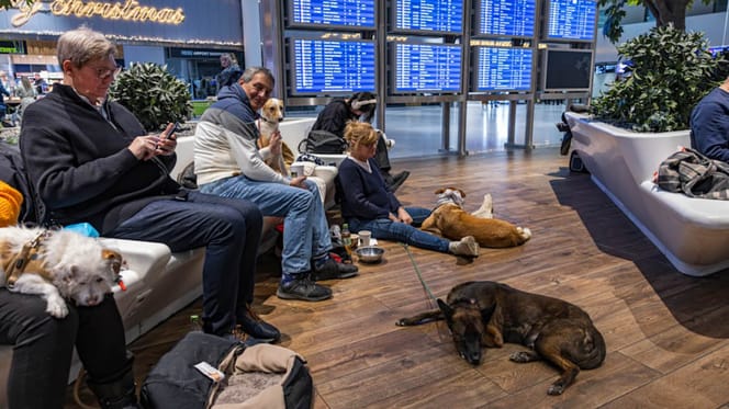 Halter mit ihren Hunden im Flughafen-Wartebereich