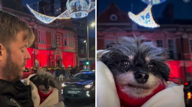 Halter zeigt Hund die Weihnachtsbeleuchtung