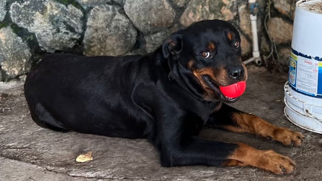 De hond Han Solo