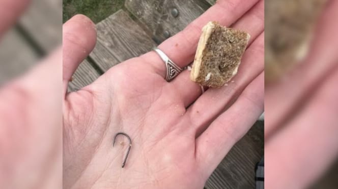 Hand holding dog treat and fish hook