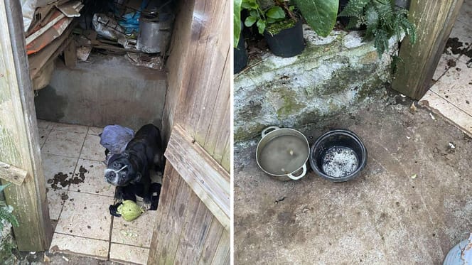 Harry, le chien maltraité