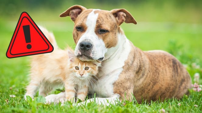 Gli animali domestici dovrebbero essere al sicuro l'11.09.2025