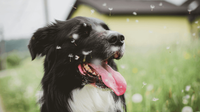 Hayfever in dogs: Border Collie sitting in field surrounded by pollen