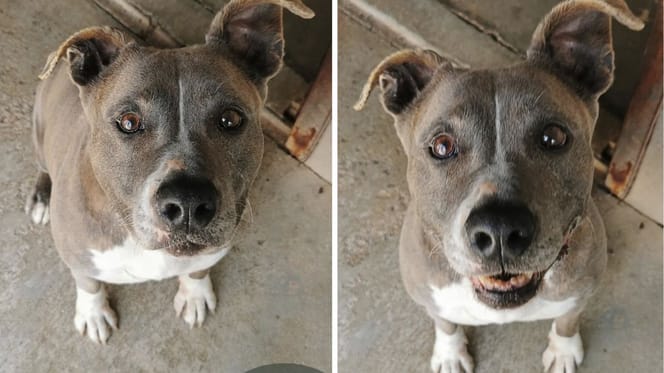 Heclair, chienne à adopter