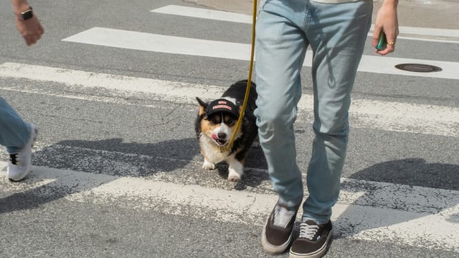 Heeft een hond voorrang op een zebrapad?