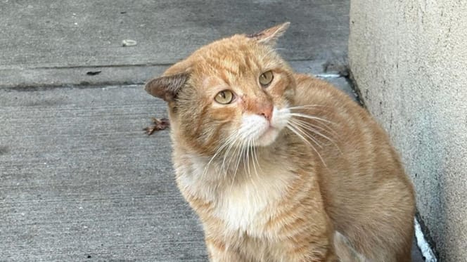 Henry il gatto