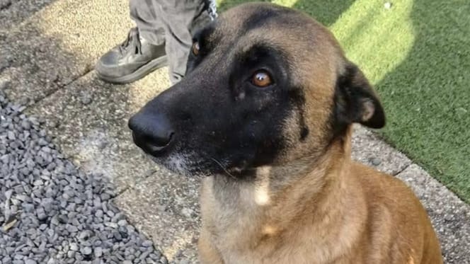 Herdershond alleen achtergelaten in Axelse bos