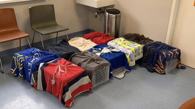 Het kittenseizoen komt er weer aan, dus topdrukte voor de asielen