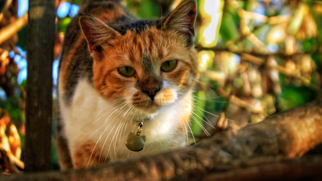 Het verplicht chippen van je kat wordt uitgesteld