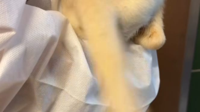 Hinterteil eines Hundewelpen