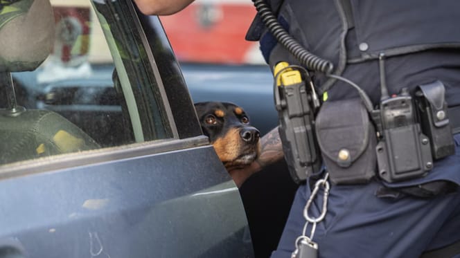 Hond 24 uur lang opgesloten in auto Rotterdam bevrijd door politie