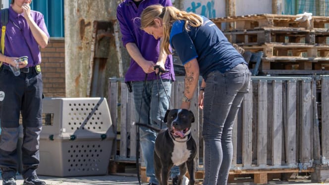 Hond achtergelaten bij kringloopwinkel in Vlaardingen