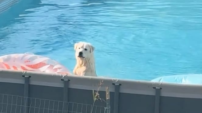 Hond Bear wordt gesnapt in het zwembad
