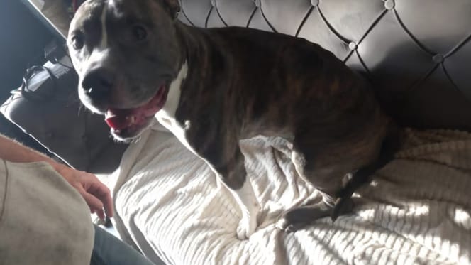 Hond Beavis zat weken alleen thuis na arrestatie baasjes