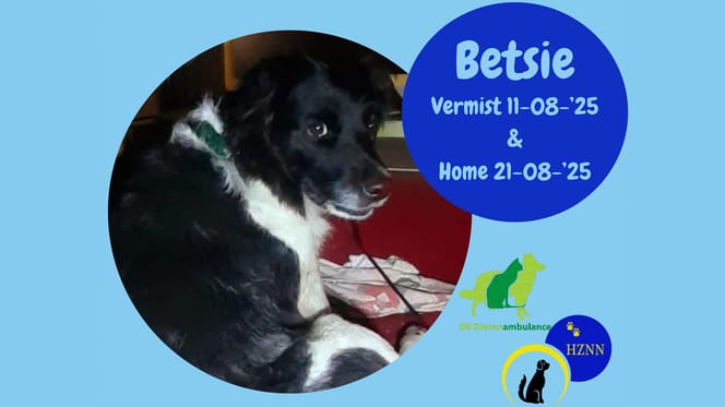 Hond Betsie was spoorloos na een dodelijk ongeval, maar na 10 dagen is ze gevonden