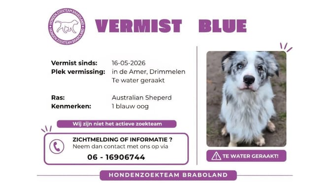 Hond Blue uit Drimmelen nog steeds vermist