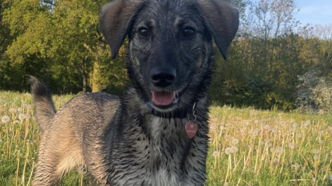 Hond Bonny is eindelijk weer terecht