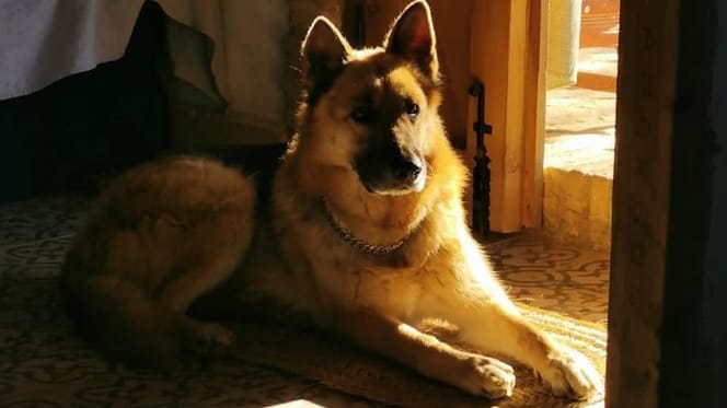 Hond burgemeester wordt vermoord